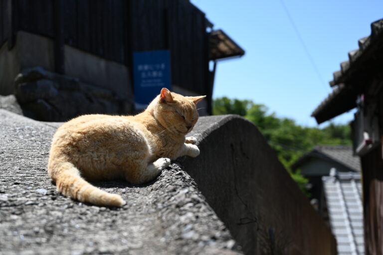 男木島は猫島だった？現在の島猫事情と会える場所・餌やりマナーを徹底解説