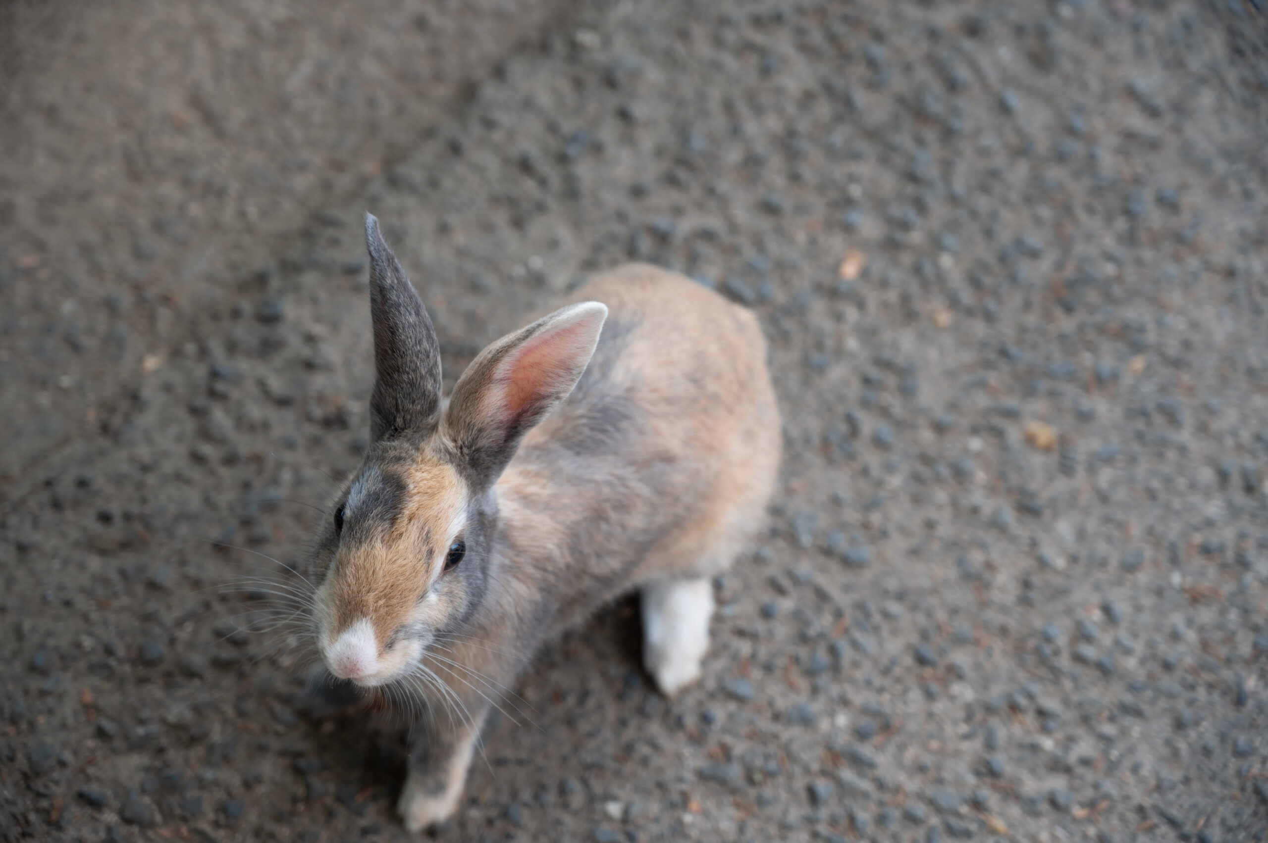 A rabbit on Okunoshima