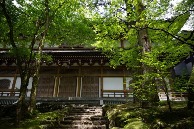 新緑のもみじと苔むす石段の先に建つ永平寺の堂宇