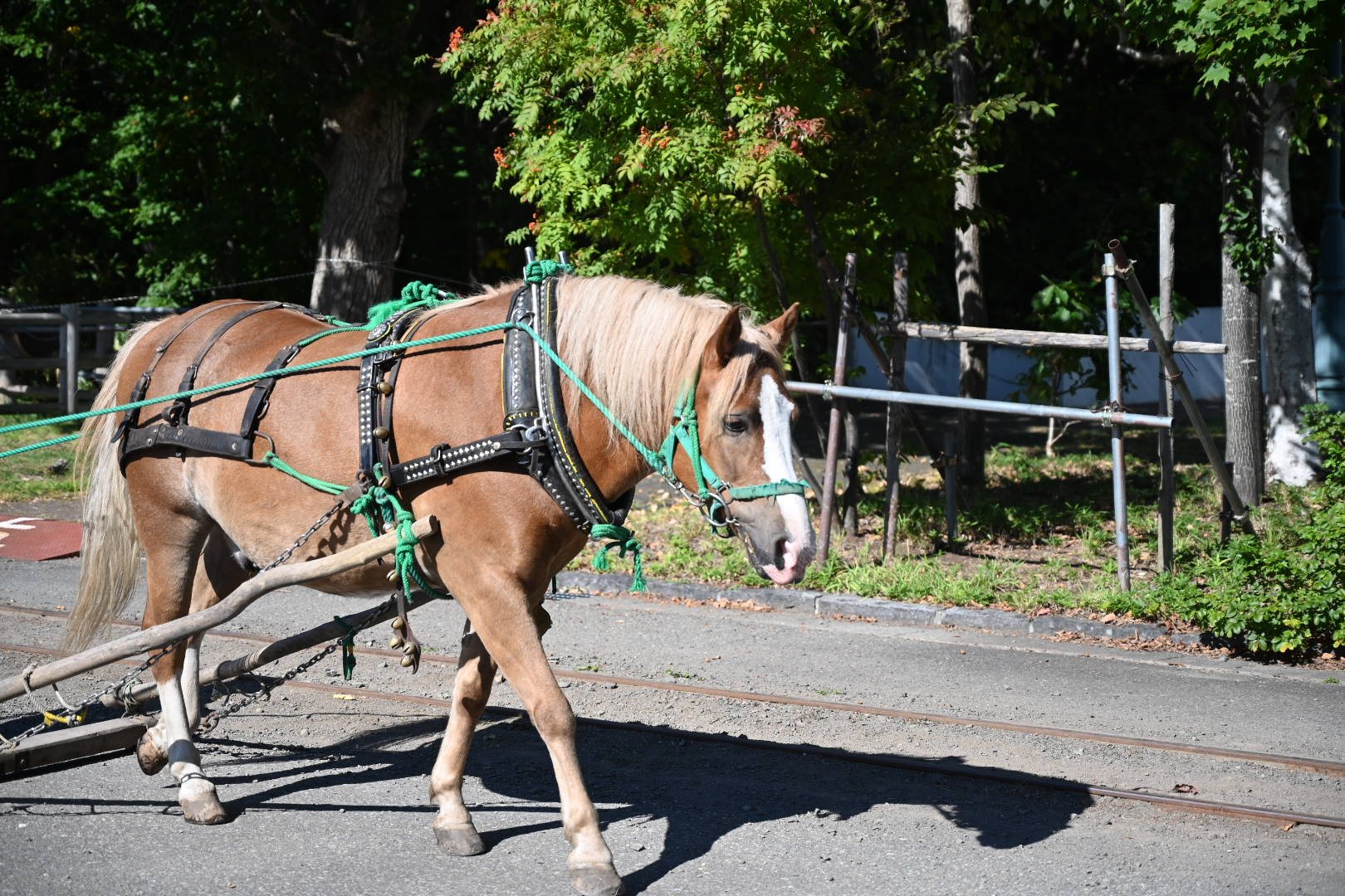 北海道開拓の村の馬車鉄道を引く馬