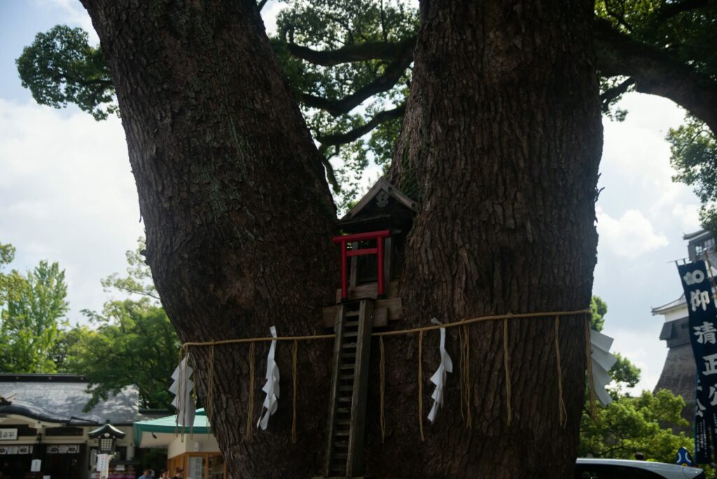 加藤神社の境内の大きな木。幹にしめ縄が巻かれている