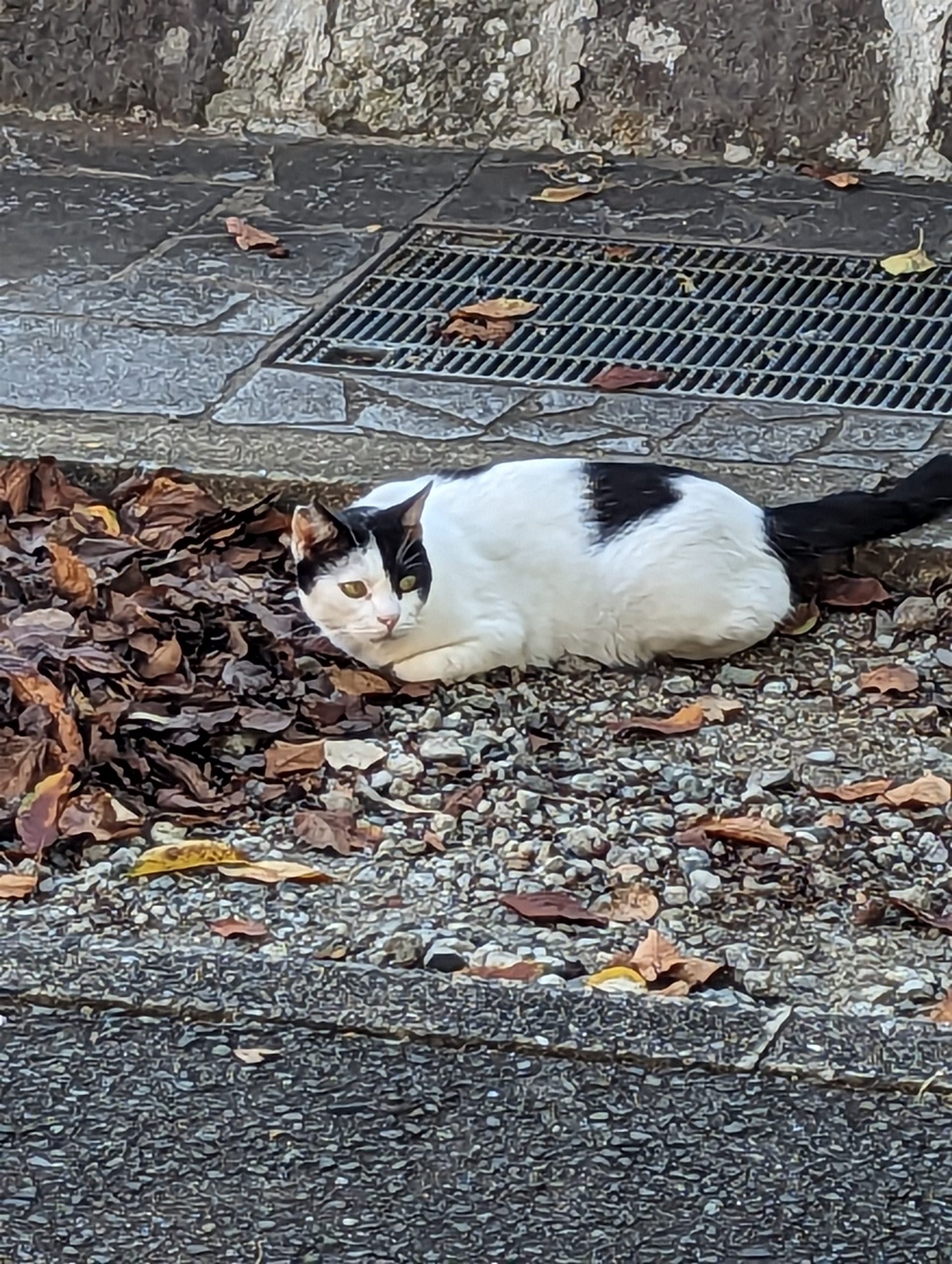 本妙寺の参道の石畳の横で寝そべる白黒の猫