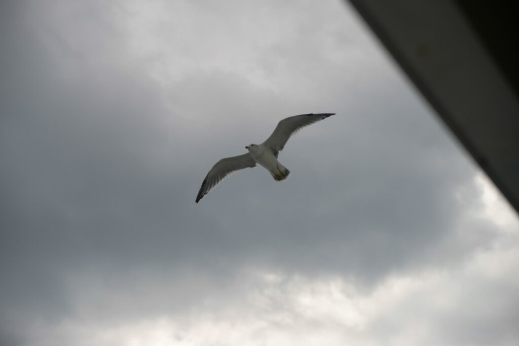 フェリーのそばを飛ぶ海鳥。遠くに山並み