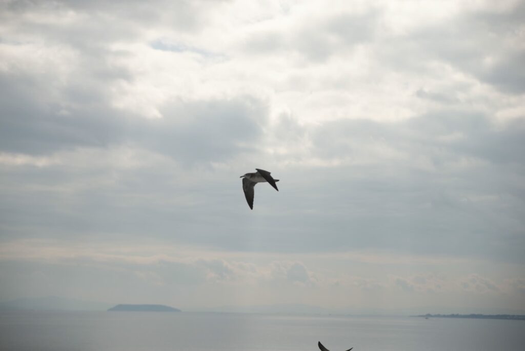 フェリーの上を飛ぶ海鳥
