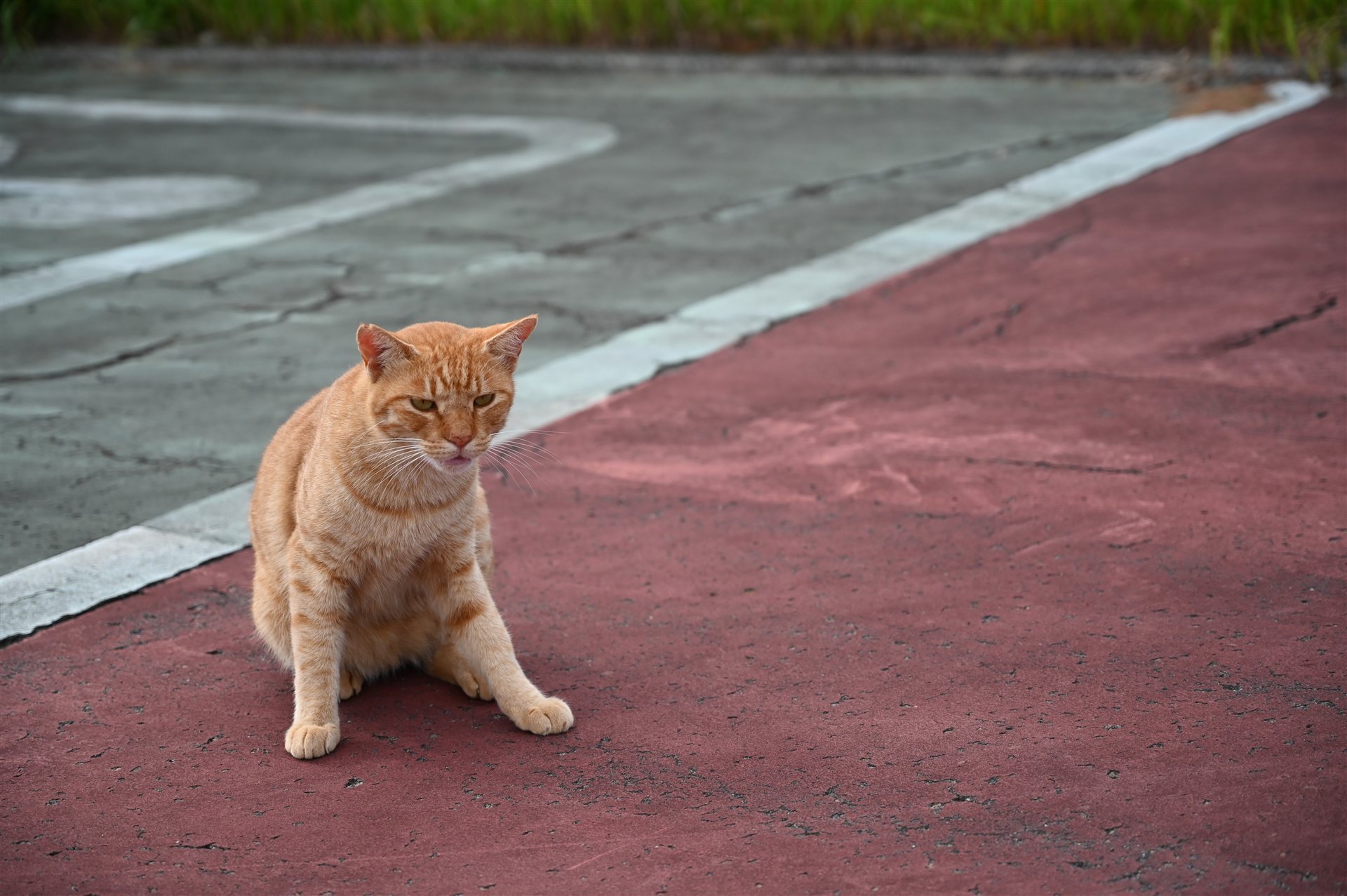 長崎・高島の港の近くで赤い舗装の上に座ってこちらを見る茶トラの猫