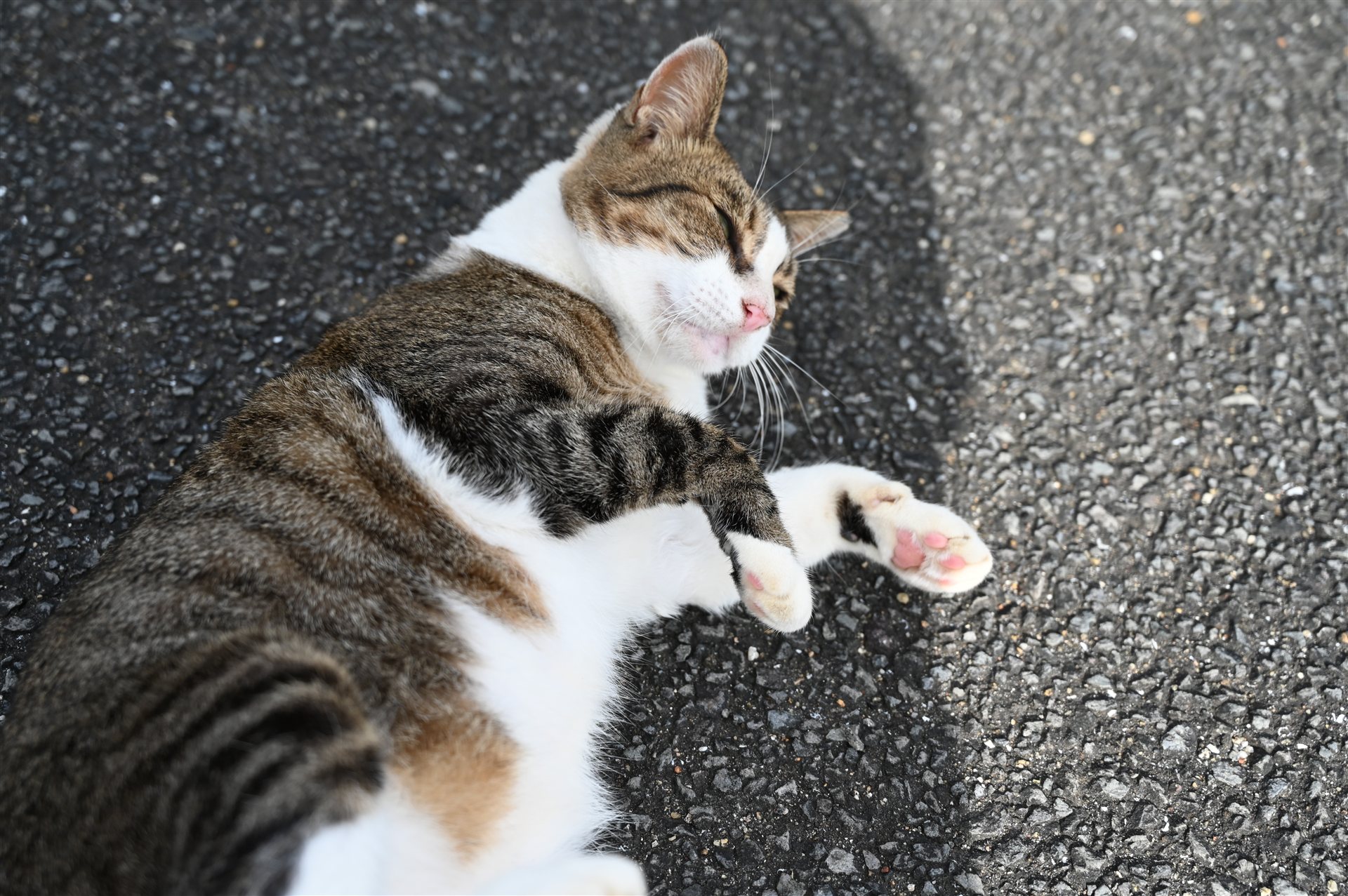 長崎・高島のアスファルトの道でおなかを見せて寝転ぶキジ白の猫