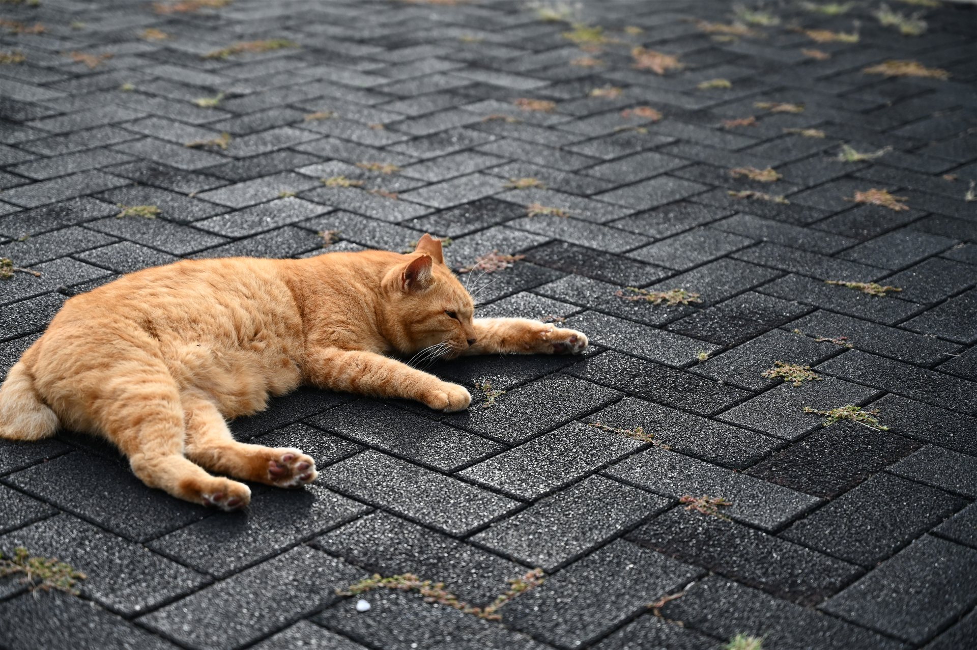 長崎・高島の石畳の広場で体をのばして寝る茶トラの猫