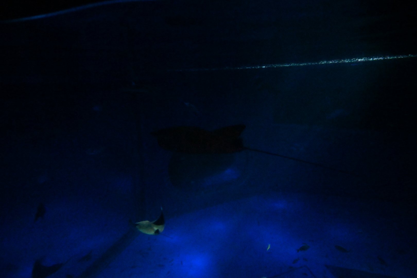 のとじま水族館の暗い大水槽を泳ぐエイ
