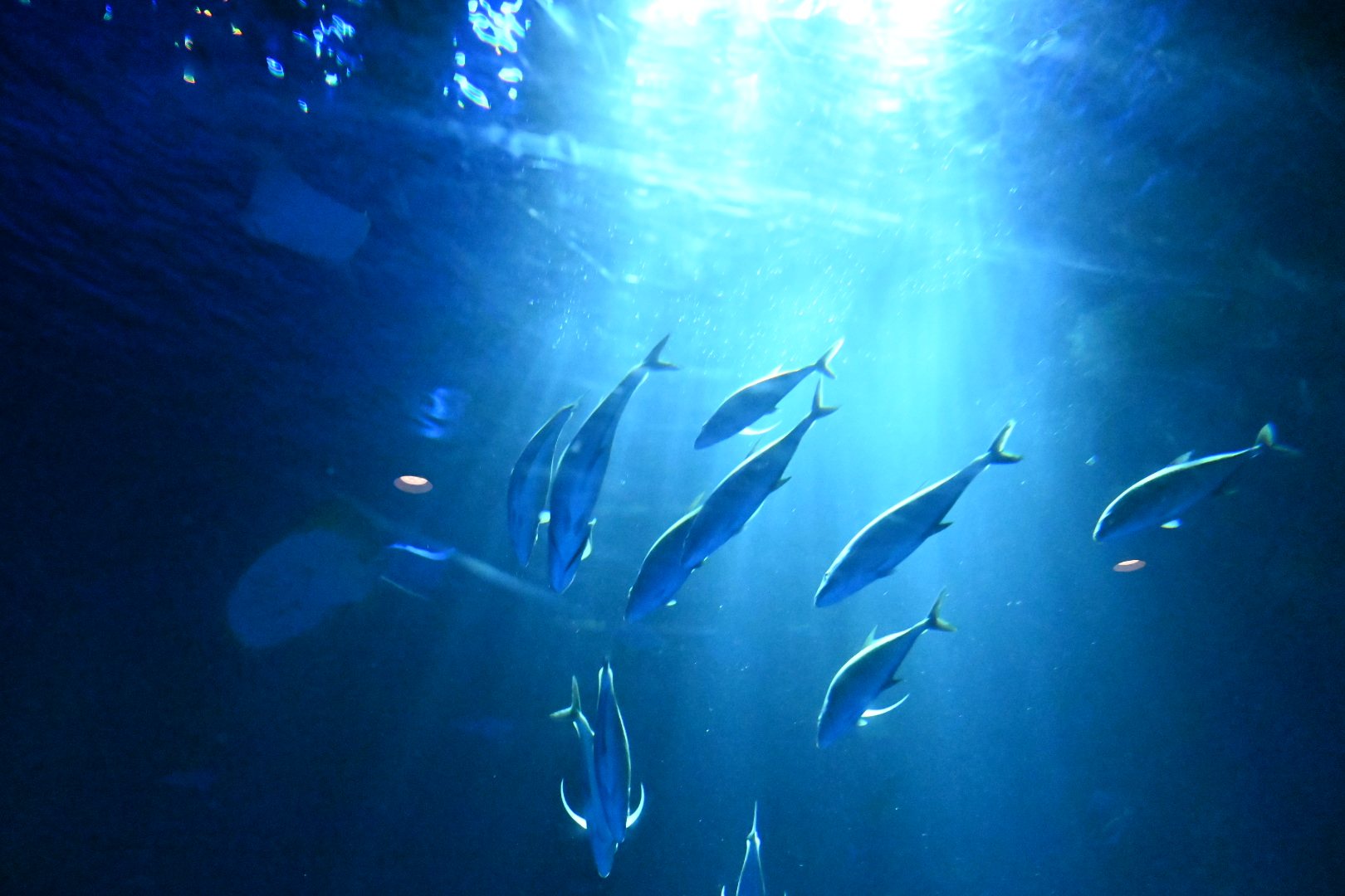 のとじま水族館の水槽で上から差す光の中を泳ぐブリの群れ
