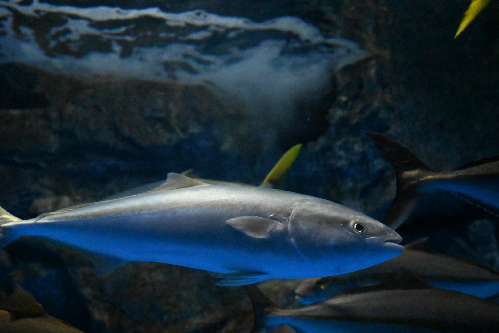 のとじま水族館の岩場の水槽を泳ぐブリ