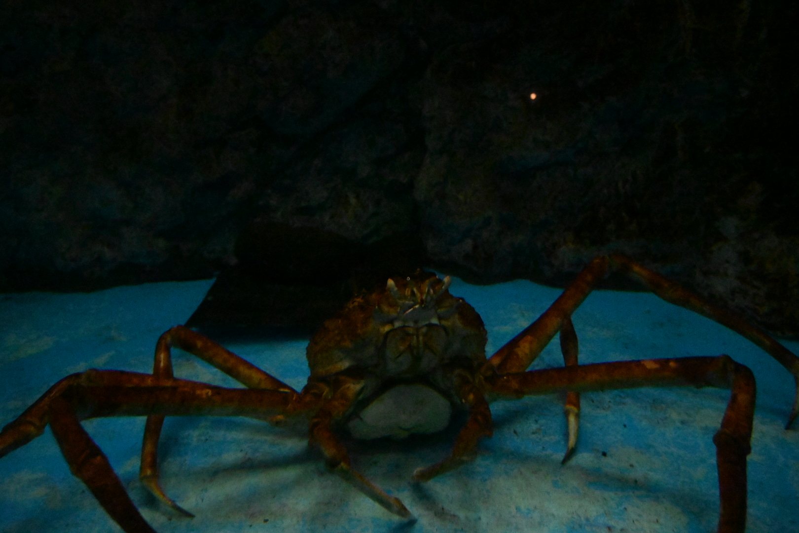 のとじま水族館の水槽のタカアシガニ