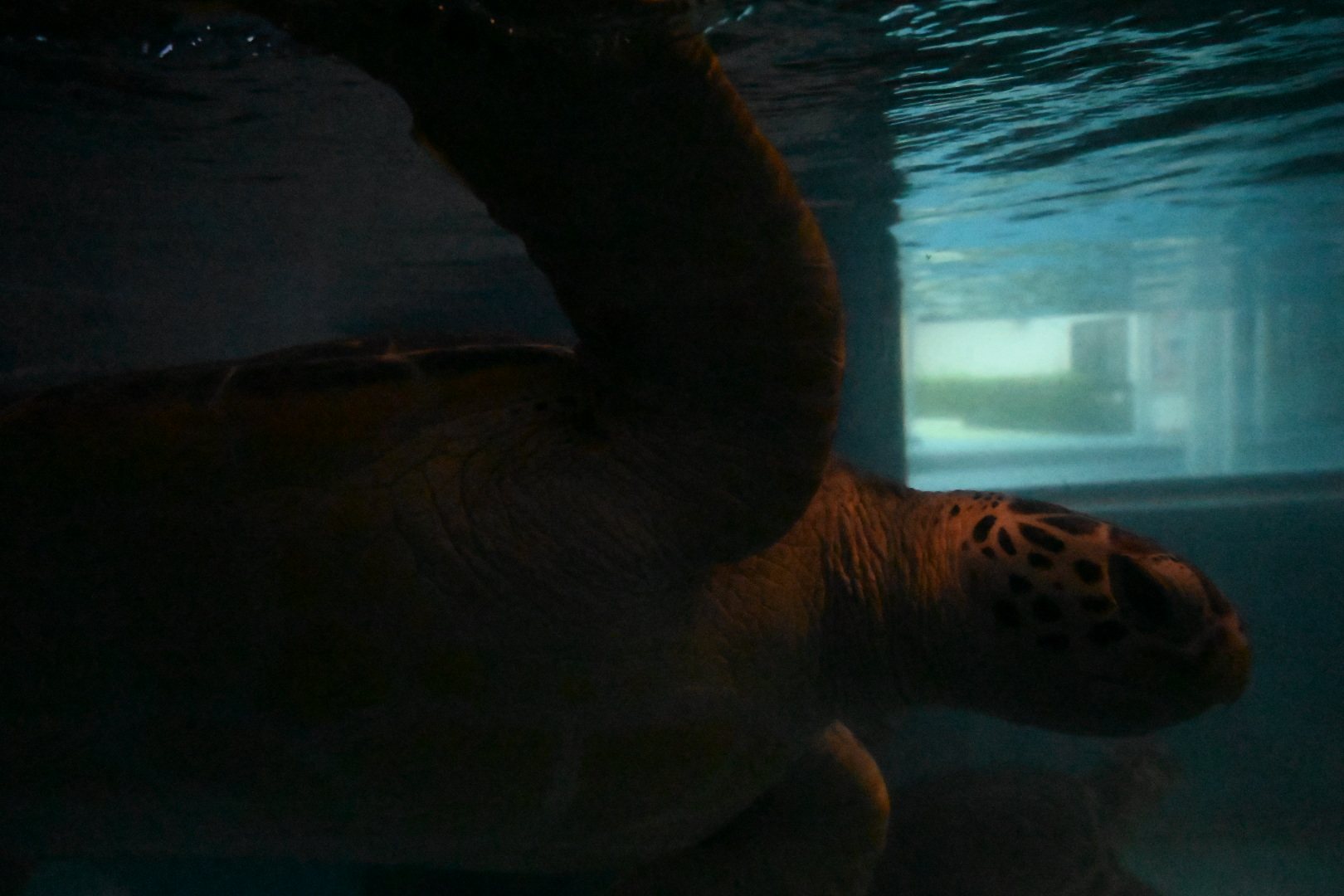のとじま水族館のウミガメ水槽を泳ぐウミガメ