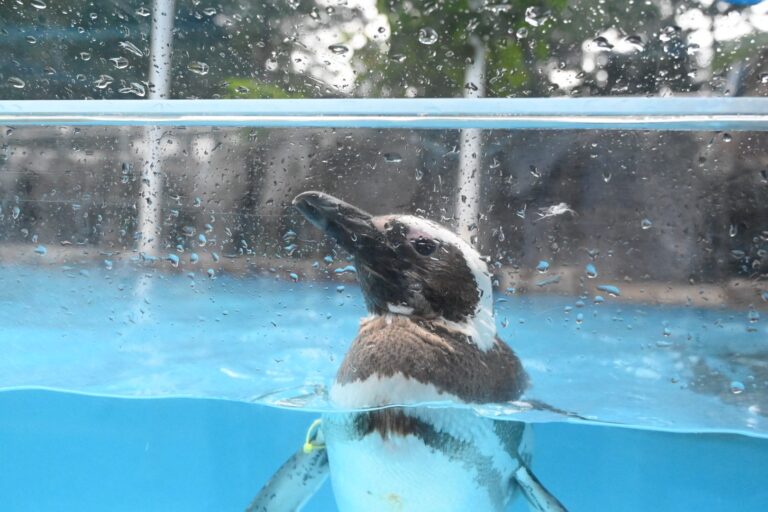 のとじま水族館のペンギンがガラスのすぐ前で水面から顔を出す様子