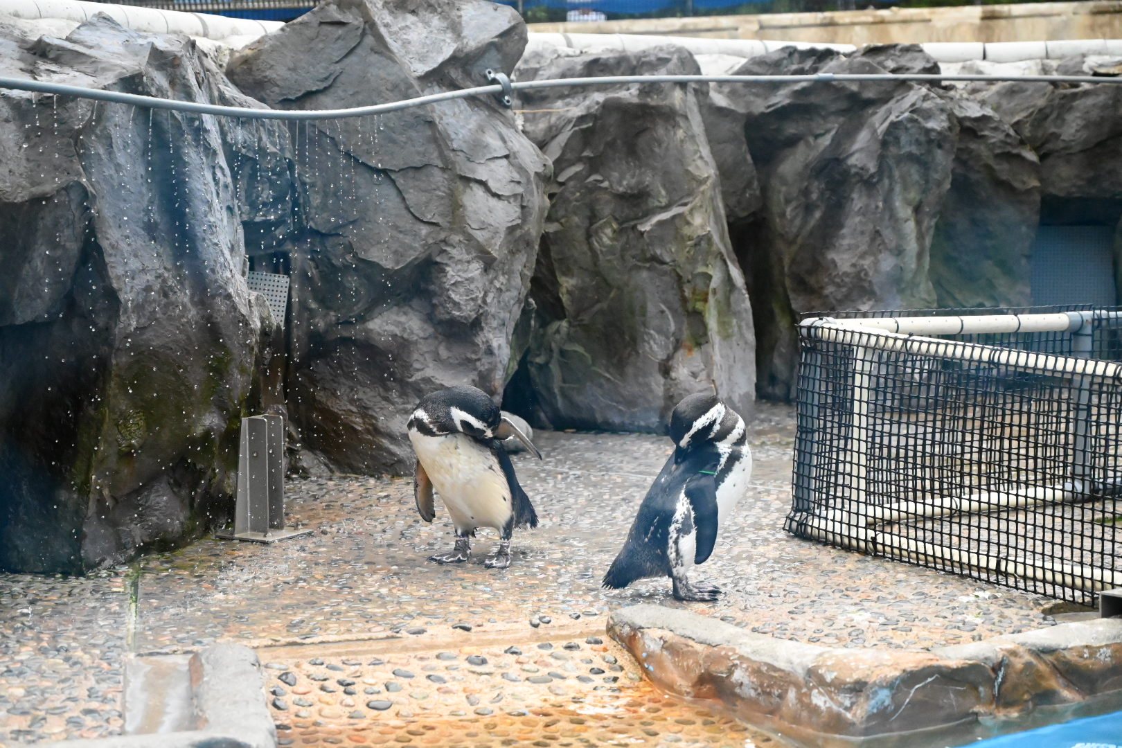 のとじま水族館の岩場で毛づくろいをする2羽のペンギン